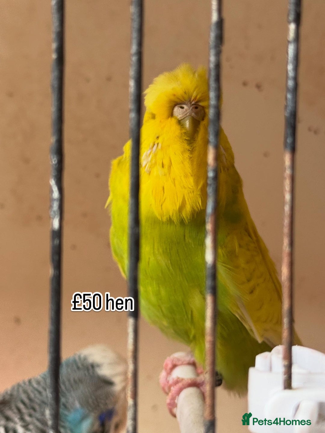 Budgerigars birds for sale: Exhibition budgie flock  - Image 3