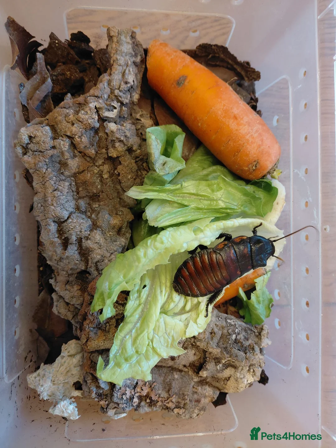 Cockroaches invertebrates for sale: Hissing cockroach colony - Advert 5