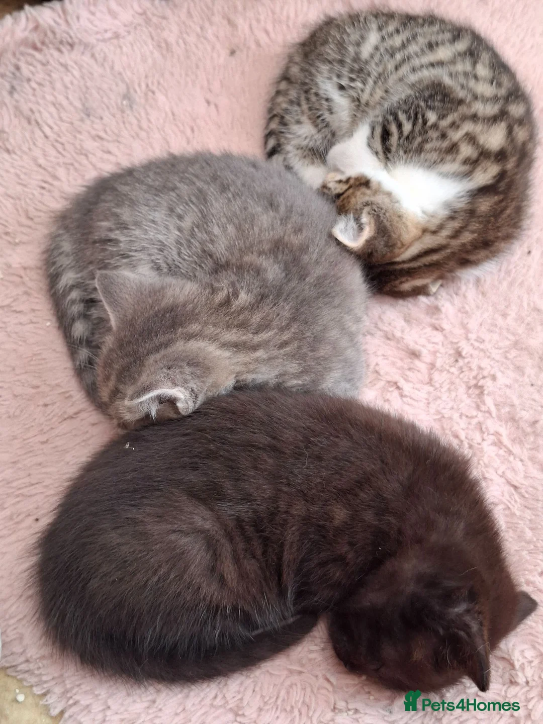 Mixed Breed cats for sale: MS BOGDANOVA  - Advert 2