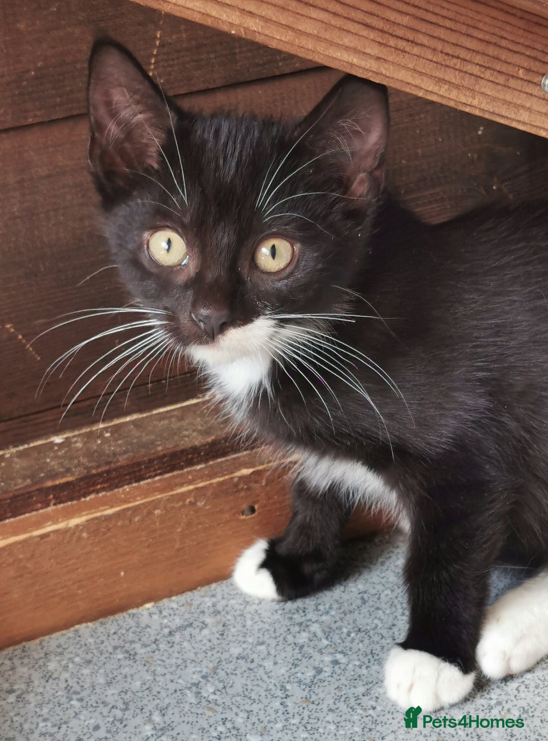 Mixed Breed cats for adoption: Fizz - kitten - Image 2
