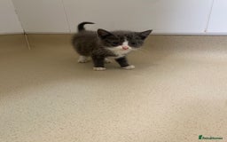 Mixed Breed cats for sale: Beautiful kittens  - Image 4