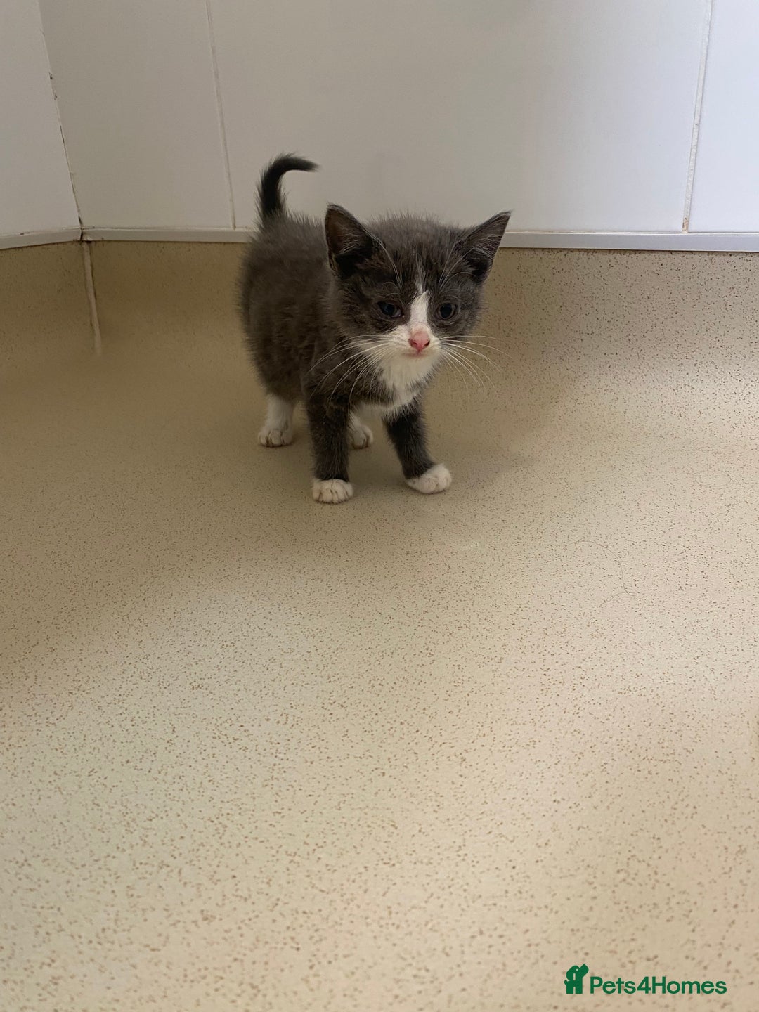 Mixed Breed cats for sale: Beautiful kittens  - Image 4
