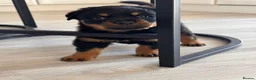 Rottweiler dogs for sale: Traditional type  KC Registered Rottweiler pups  - Advert 15