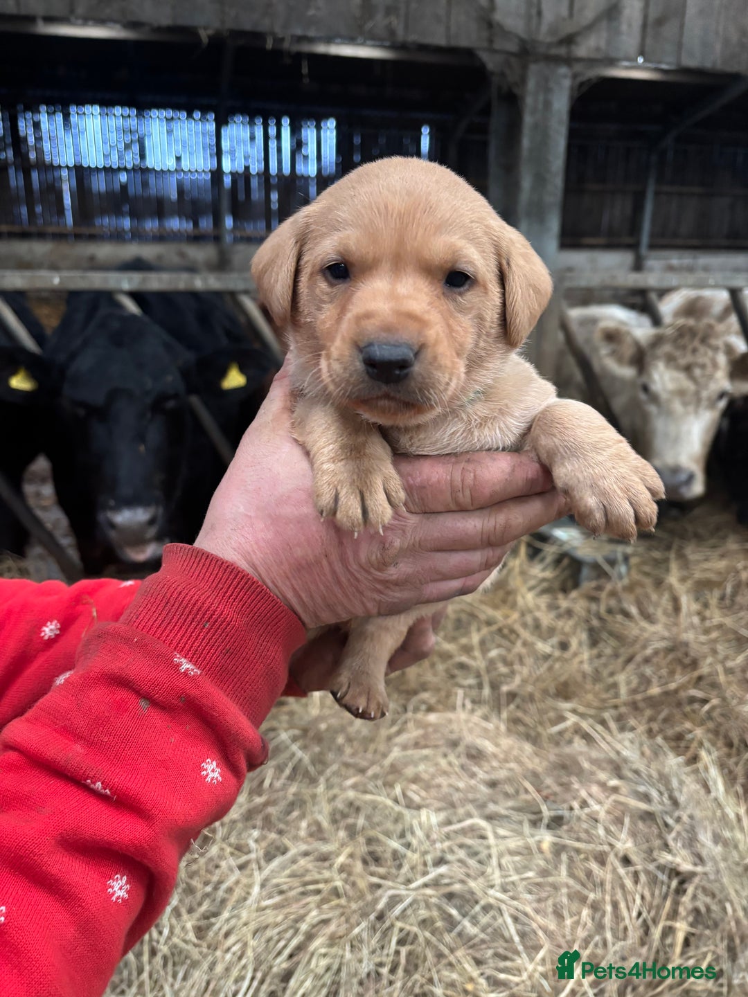 Labrador Retriever dogs for sale: Puppy Red fox labradors  - Advert 7