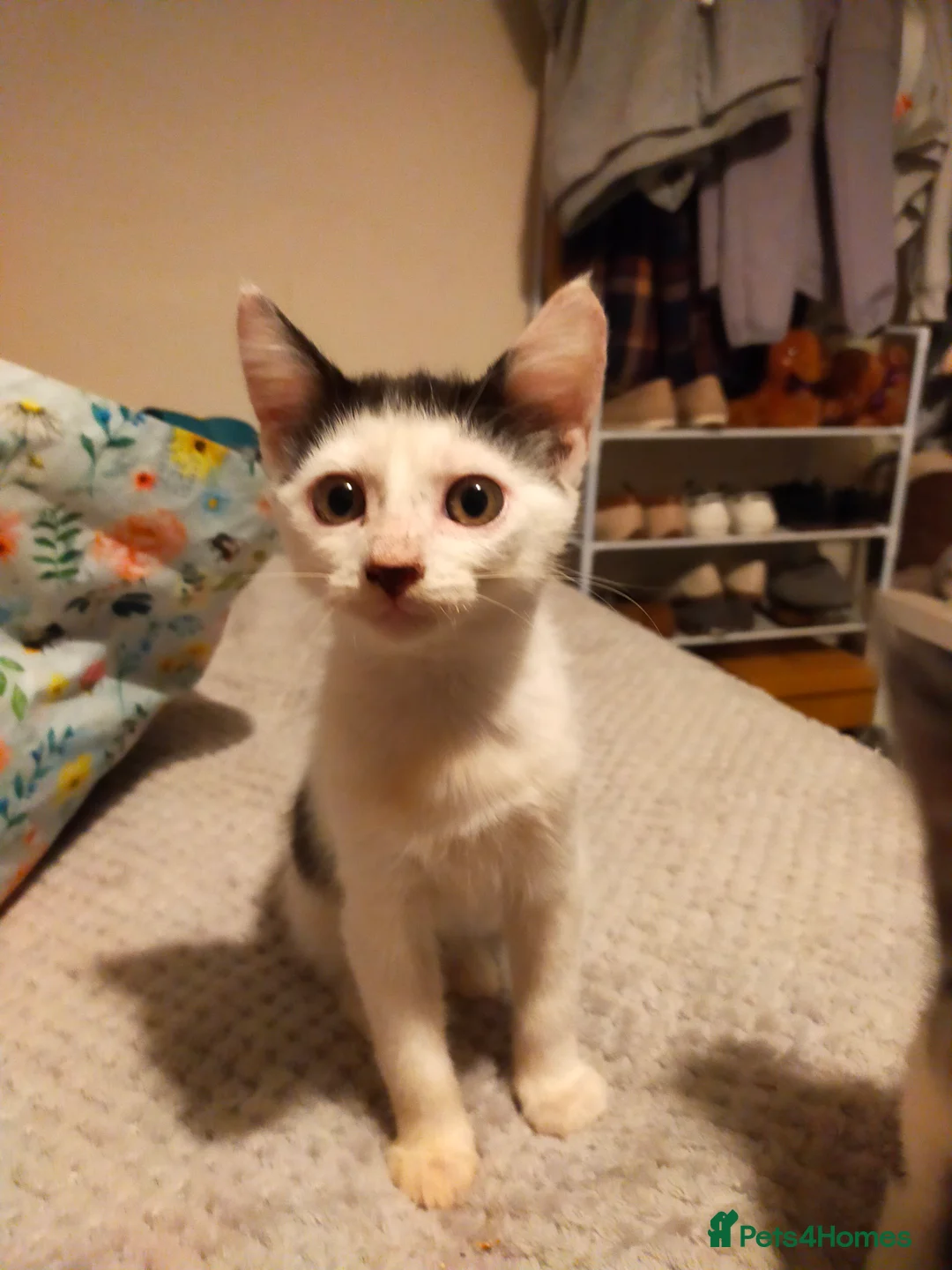 Mixed Breed cats for sale: 2 kittens - Advert 1