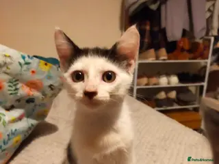 Mixed Breed cats 2 kittens - Advert 7