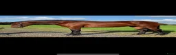 Connemara horses for sale: 4yo Connemara X ID - Advert 1