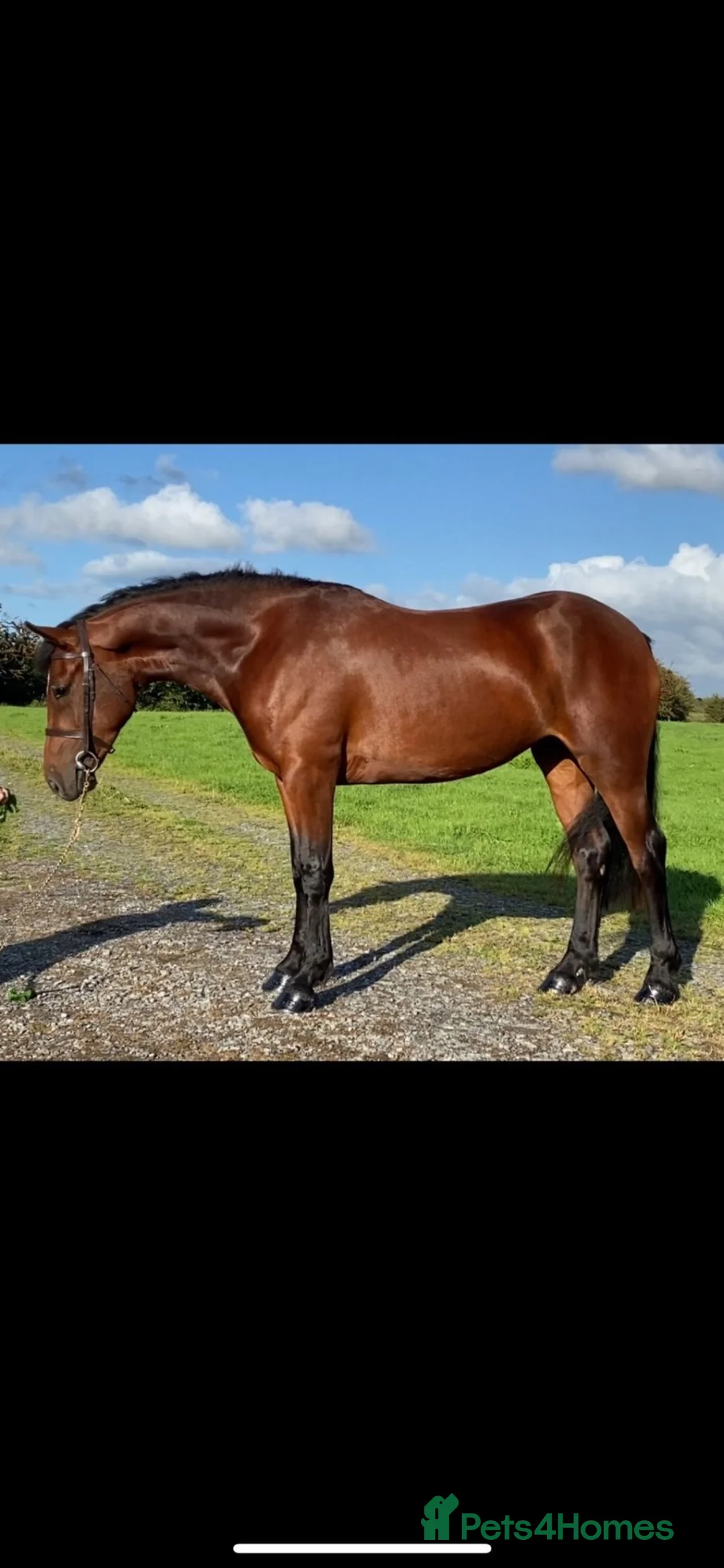 Connemara horses for sale: 4yo Connemara X ID - Advert 1