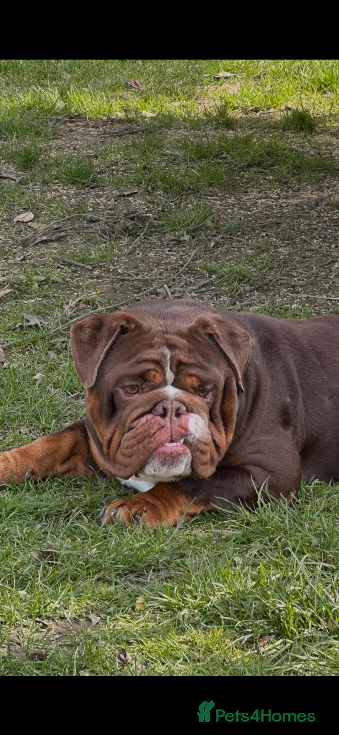 English Bulldog dogs for stud: Proven chocolate KC registered  - Advert 2