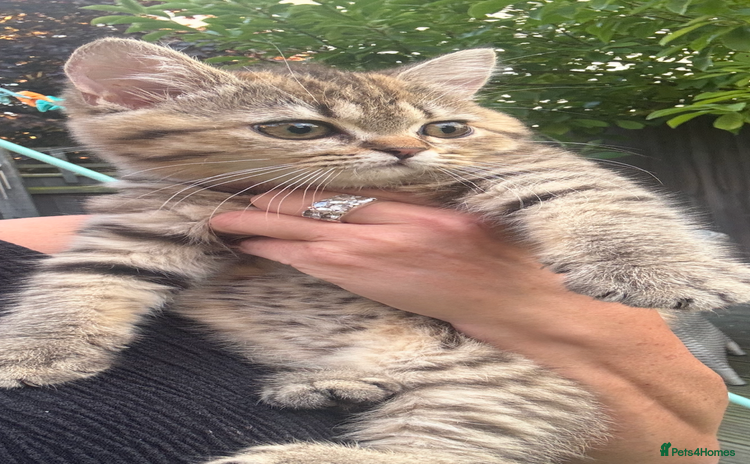 British Shorthair cats - Advert 13