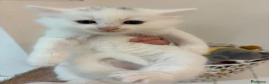 Turkish Angora 2