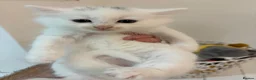 Turkish Angora cats for sale: 4 white fluffy Turkish angora Females - Advert 9