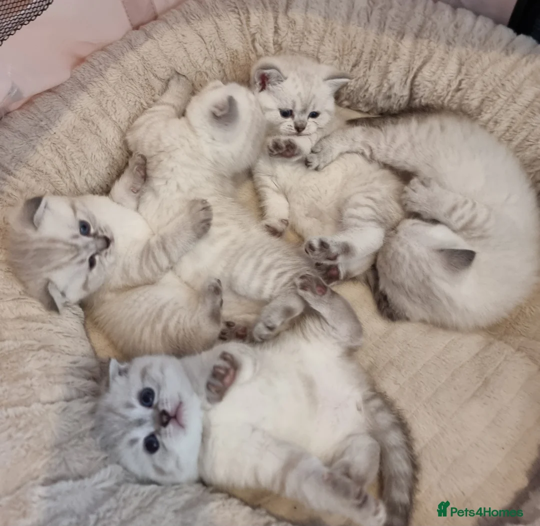 Scottish Fold cats for sale: Scottish straight and Scottish fold  in Barking - Advert 2