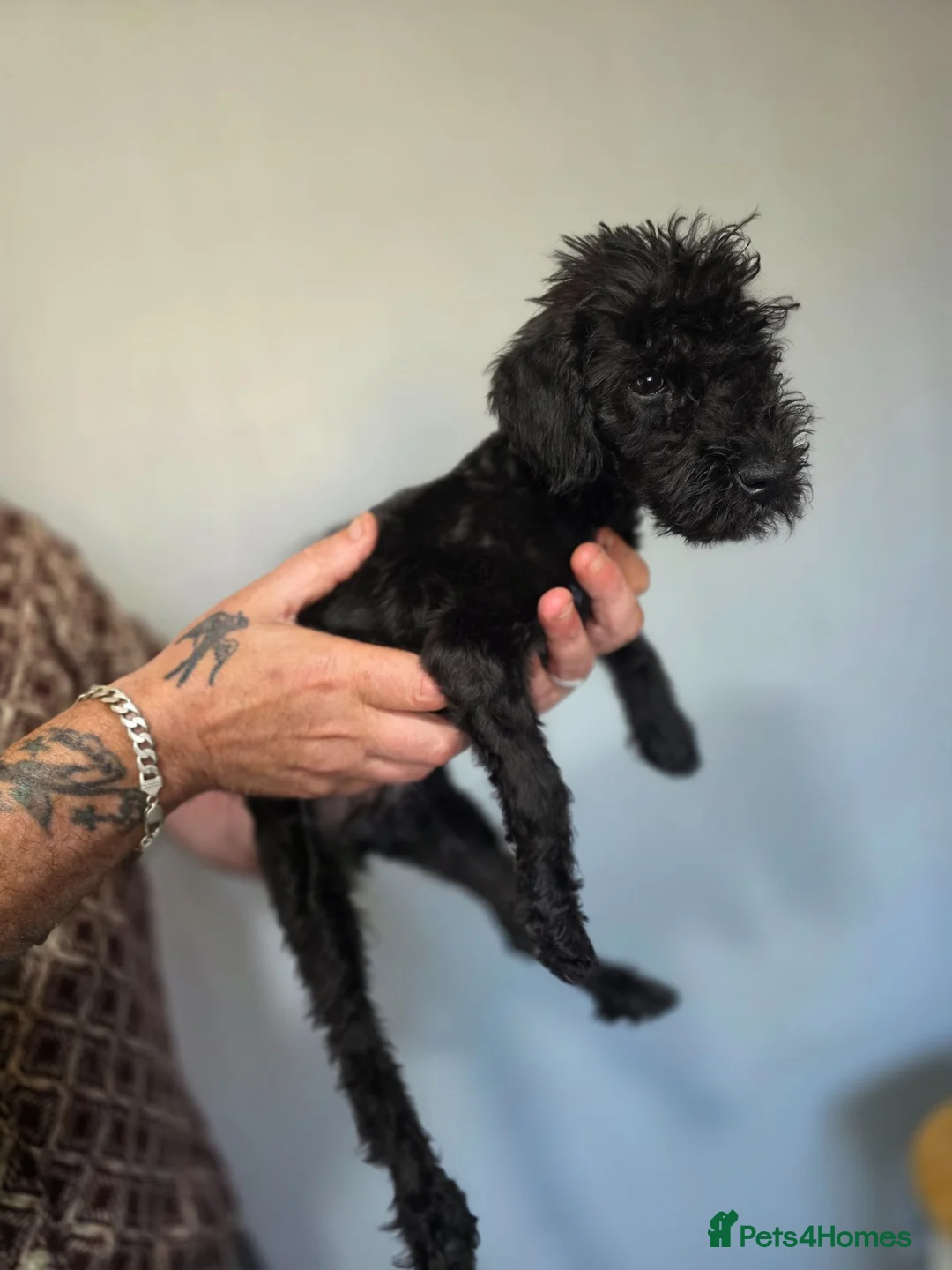 Bedlington Terrier dogs for sale: Pup-Bedlington Terrier x cocker spaniel Bedlington - Advert 2
