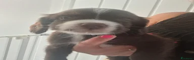 Sprocker 3