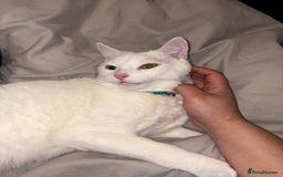 Turkish Angora cats for sale: Wynter needs a new home - Image 2