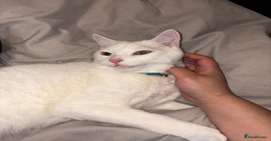 Turkish Angora cats - Advert 8