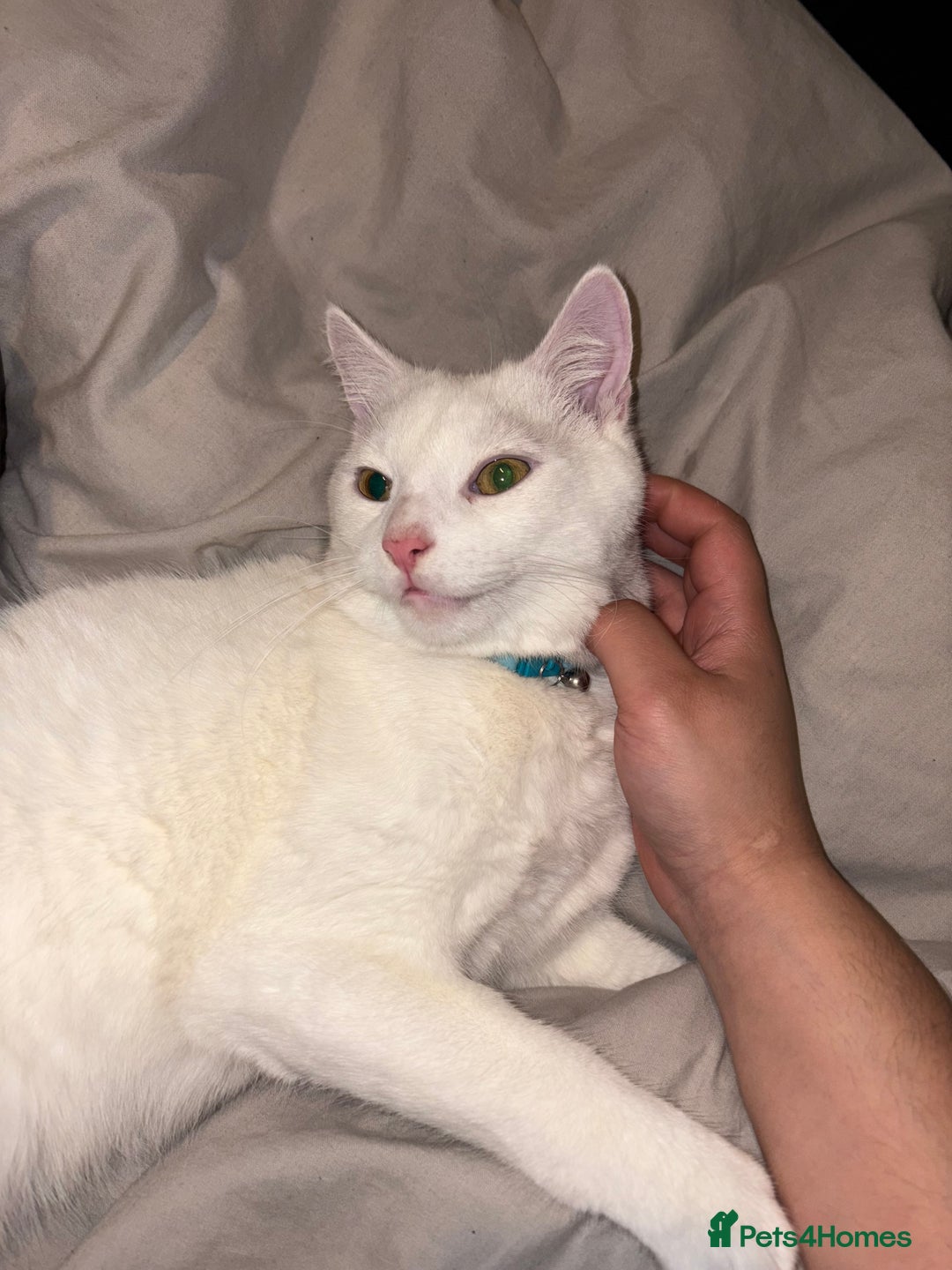 Turkish Angora cats for sale: Wynter needs a new home - Image 2