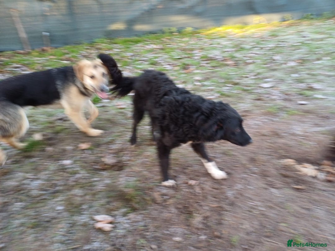 Mixed Breed dogs for adoption: Daisy, a Beautiful Soul - for a Loving Home - Advert 22