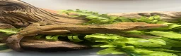 Gecko reptiles for sale: CB23 Adult Male Dalmatian Crested Gecko - Advert 1