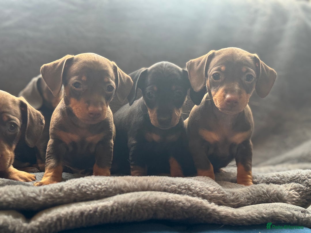 Mixed Breed dogs for sale: Outstanding family pets  - Image 11