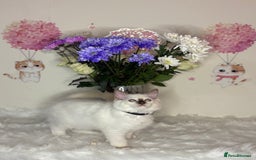Ragdoll cats for sale: ⭐️TICA REG⭐️Pedigree Ragdoll Kittens DNA CLEAR ✅  - Image 28