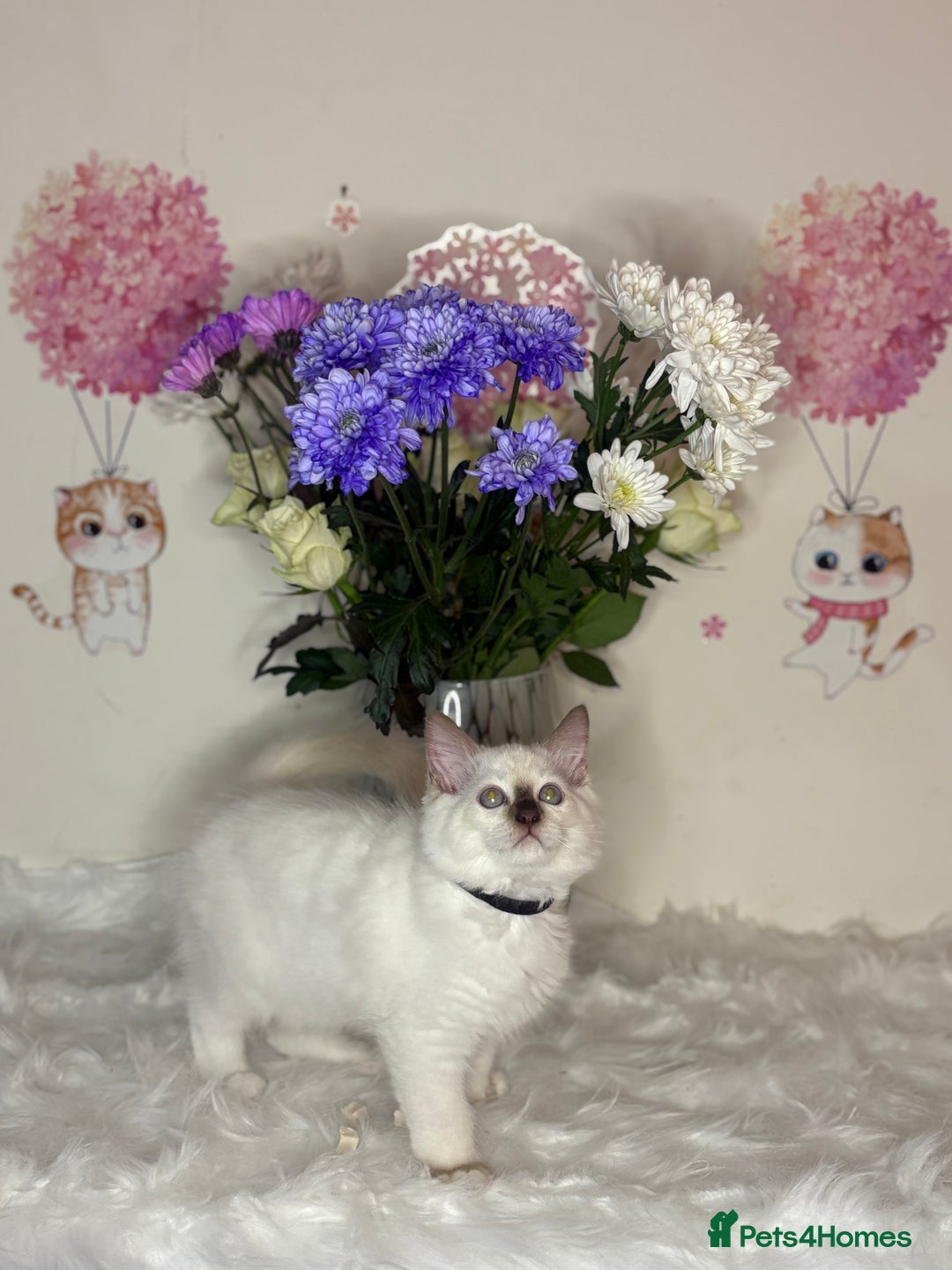 Ragdoll cats for sale: ⭐️TICA REG⭐️Pedigree Ragdoll Kittens DNA CLEAR ✅  - Image 28