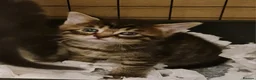 Mixed Breed cats for sale: Mixed with main coon, bengal and tabby  - Advert 6