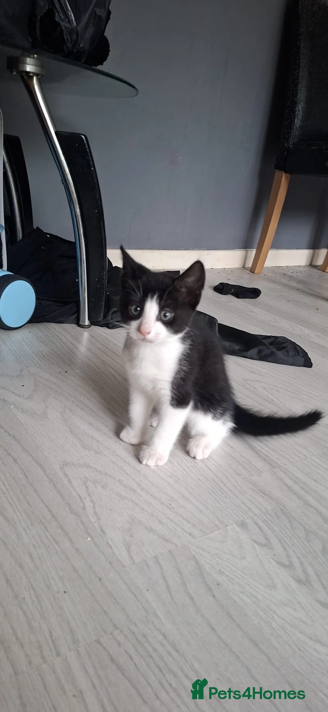 Mixed Breed cats for sale: Ragdoll cross kittens  - Advert 1