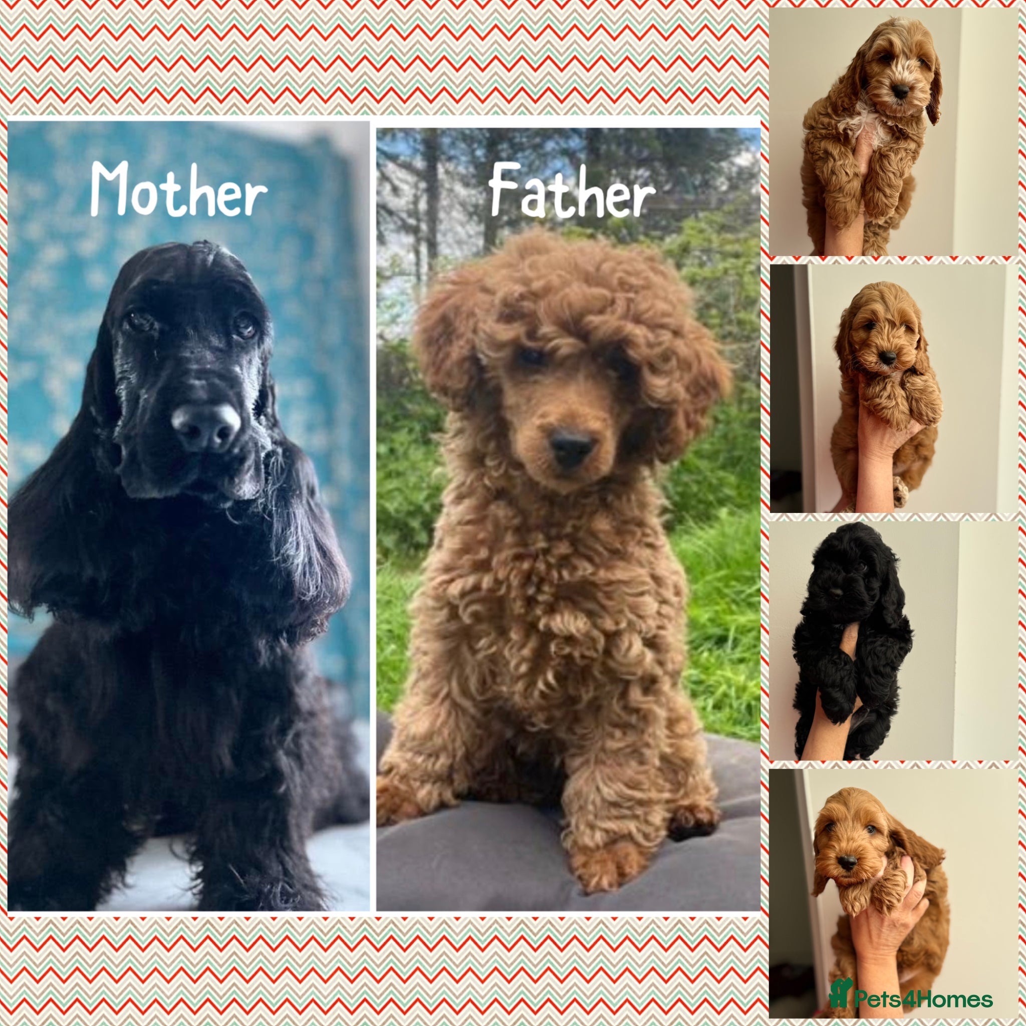 Cockapoo dogs F1 cockapoo puppies 💕READY NOW💕 - Advert 11