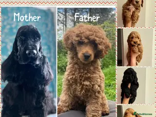Cockapoo dogs F1 cockapoo puppies 💕READY NOW💕 - Advert 11