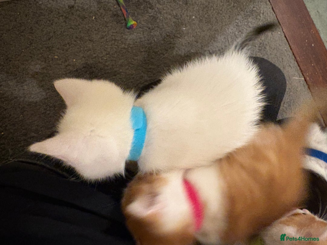 Domestic Shorthair cats for sale: Domestic Shorthairs - 6 Left - Advert 7