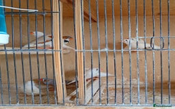 Finches birds for sale: 20 Pairs Zebra Finches  - Image 3