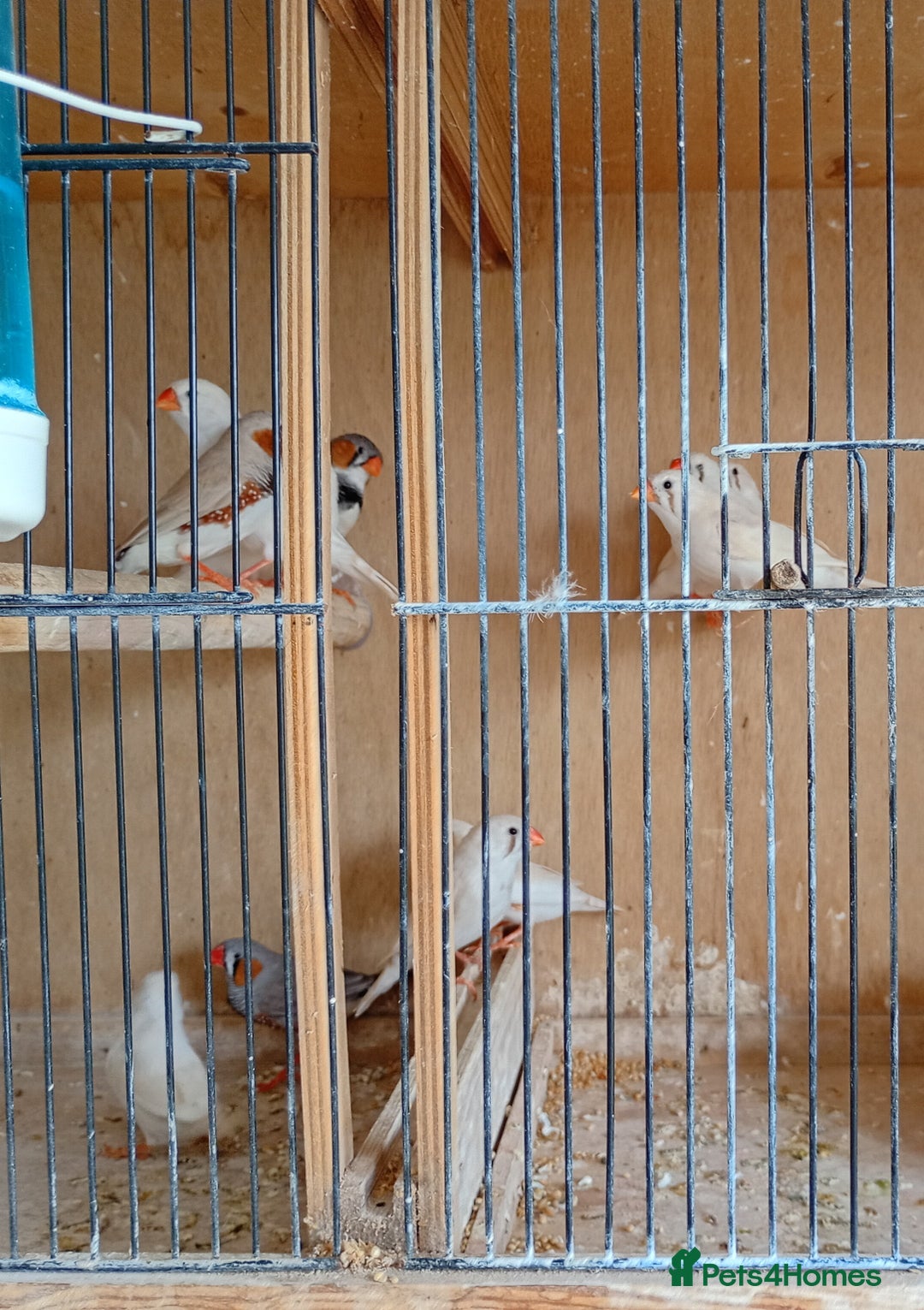 Finches birds for sale: 20 Pairs Zebra Finches  - Image 3