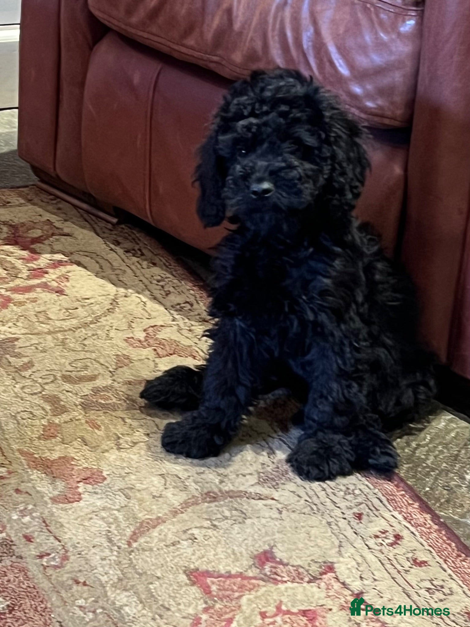 Cockapoo dogs Lovely litter of black F2 cockapoos  - Advert 1