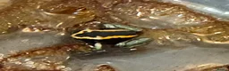 Frog reptiles for sale: Phyllobates Vittatus froglets - Advert 1