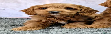 Cockapoo 2