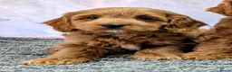Cockapoo dogs for sale: Licensed breeder, health tested F1 cockapoo pups - Advert 39