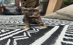 Mixed Breed cats for sale: Gorgeous mix breed kittens for sale!  - Image 2