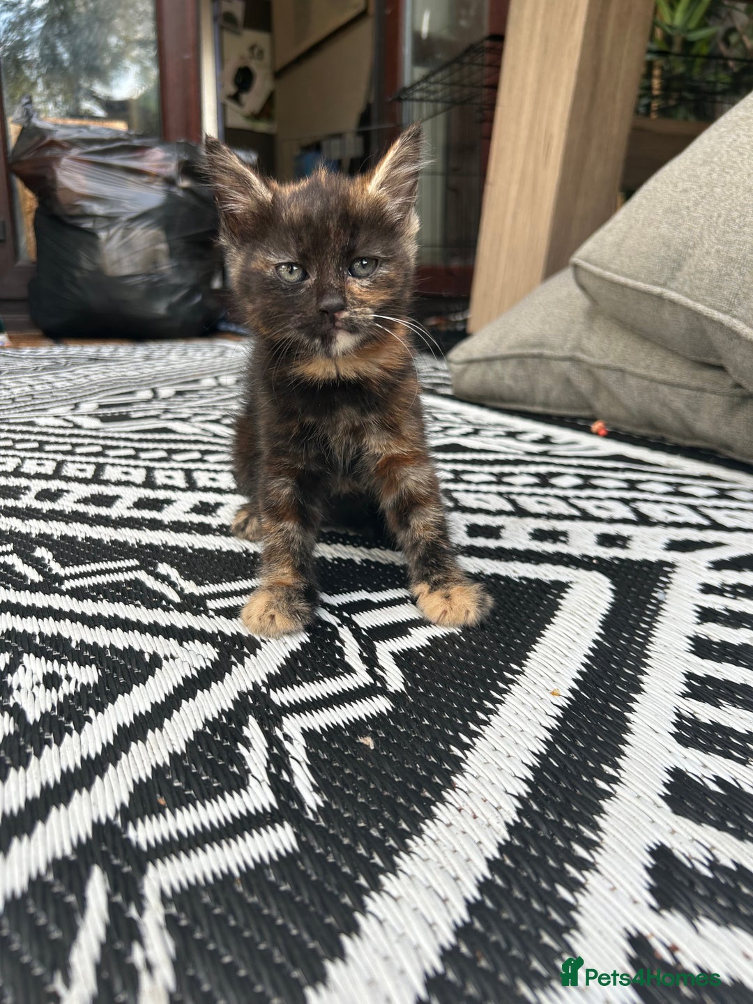Mixed Breed cats for sale: Gorgeous mix breed kittens for sale!  - Image 2