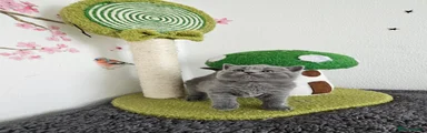British Shorthair Kitten 5
