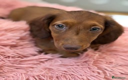Miniature Dachshund dogs for sale: ⭐️ Miniature Long Haired Dachshund Pups ⭐  - Image 1