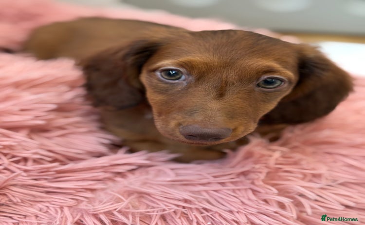 Miniature Dachshund dogs - Advert 15