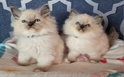 Ragdoll cats for sale: 🏆 CHAMPION FATHER 🏆GCCF REGISTERED KITTENS  - Image 9