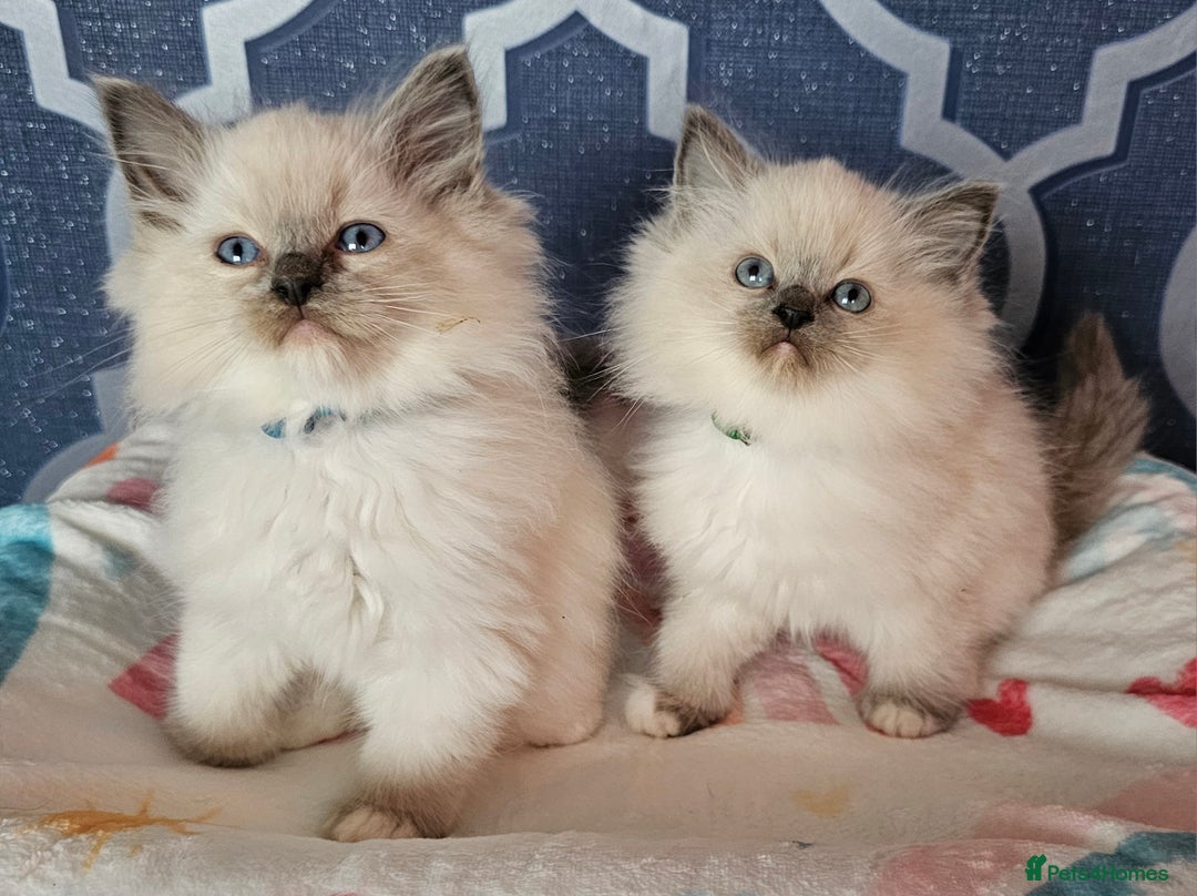 Ragdoll cats for sale: 🏆 CHAMPION FATHER 🏆GCCF REGISTERED KITTENS  - Image 9