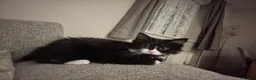 British Longhair cats for sale: Beautiful tuxedo long hair girl - Advert 6