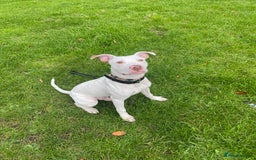 Mixed Breed dogs for sale: Stunning White Male - Image 5