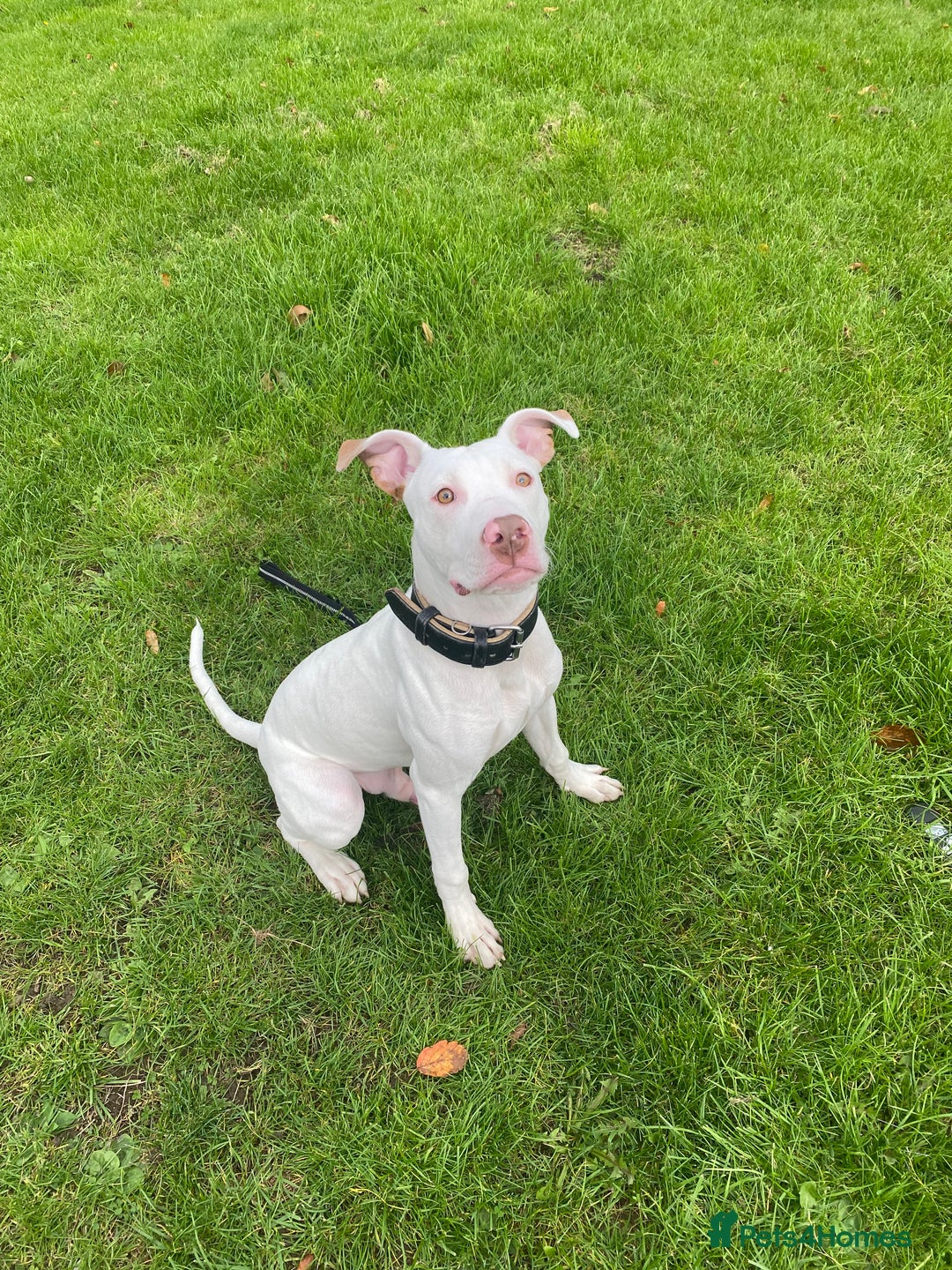 Mixed Breed dogs for sale: Stunning White Male - Image 5