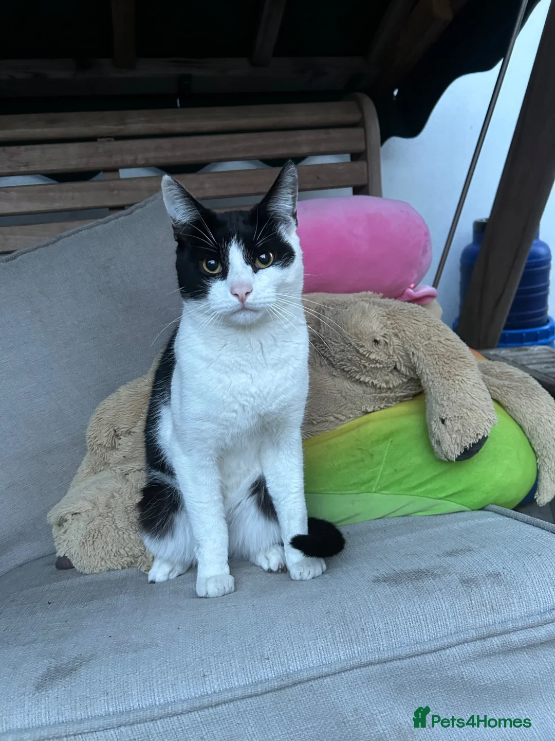 Mixed Breed cats for sale: Cat Cocos - Advert 1