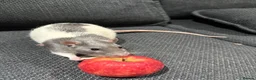 Rat rodents for sale: 2 bonded Male Rats  - Advert 1